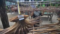 Melihat Produksi Olahan Gurita di Kabupaten Kaur
