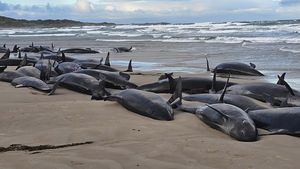 157 Paus Pembunuh Palsu Terdampar di Pantai Australia