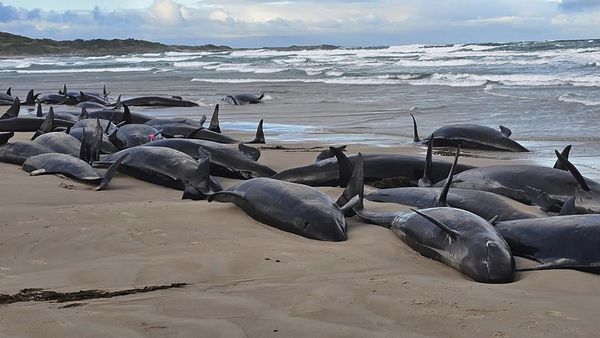 157 Paus Pembunuh Palsu Terdampar di Pantai Australia