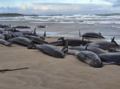 157 Paus Pembunuh Palsu Terdampar di Pantai Australia