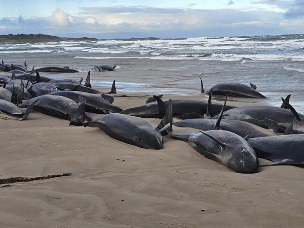 157 Paus Pembunuh Palsu Terdampar di Pantai Australia