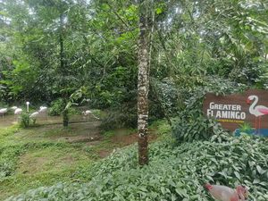 Pengunjung Taman Safari Bogor Keluyuran Bukan di Area Singa, tapi Flamingo Pengunjung Taman Safari Bogor Keluyuran Bukan di Area Singa, tapi Flamingo