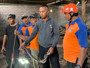 Horor Rumah Warga Madiun Jadi Sarang Kobra, Sering Muncul di Bantal Horor Rumah Warga Madiun Jadi Sarang Kobra, Sering Muncul di Bantal