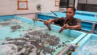 Geliat Budi Daya Lobster di Banyuwangi