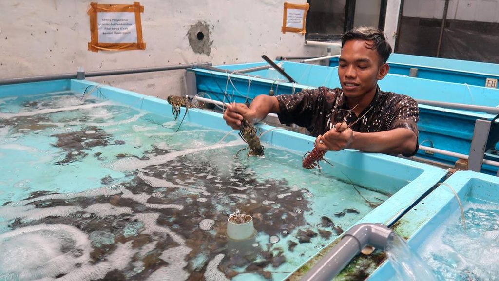 Geliat Budi Daya Lobster di Banyuwangi Geliat Budi Daya Lobster di Banyuwangi