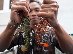 RI & Vietnam Bentuk Tim buat Kembangkan Budidaya Lobster-Rumput Laut
