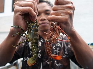 RI & Vietnam Bentuk Tim buat Kembangkan Budidaya Lobster-Rumput Laut RI & Vietnam Bentuk Tim buat Kembangkan Budidaya Lobster-Rumput Laut