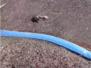 Heboh Ikan Hari Kiamat Muncul di Pantai Meksiko Heboh Ikan Hari Kiamat Muncul di Pantai Meksiko