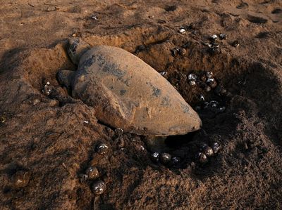 Melihat Penyu Belimbing Bertelur Massal di Pantai India