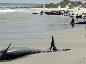Tolong! 157 Ekor Paus Terdampar di Pantai Terpencil Australia