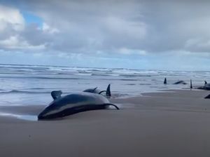 Sedih, Lebih dari 150 Paus Terdampar