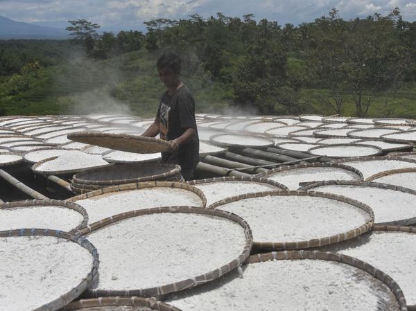 Melihat Proses Penjemuran Tepung Singkong di Tasikmalaya