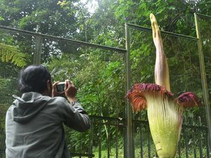 Potret Bunga Bangkai yang Mekar di Kebun Raya Cibodas Potret Bunga Bangkai yang Mekar di Kebun Raya Cibodas