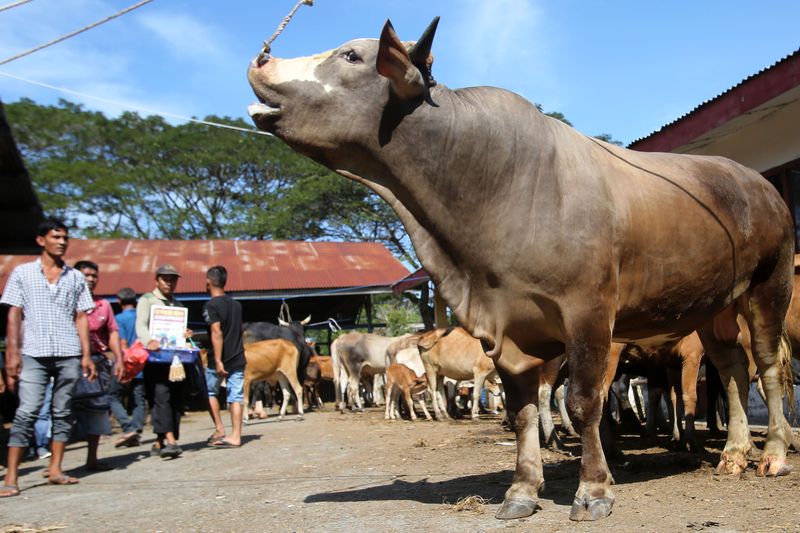 Potret Ramainya Pasar Hewan di Aceh Jelang Ramadan Para pedagang dan peternak melakukan transaksi jual beli sapi dan kerbau di Pasar Hewan Sibreh, Kabupaten Aceh Besar, Aceh, Rabu (19/2/2025). Menurut pedagang jumlah hewan yang di pasarkan untuk kebutuhan tradisi meugang menyambut Ramadhan di pasar hewan itu meningkat mencapai 600 ekor dari sebelumnya kisaran 300 ekor dengan harga penawaran mulai dari terendah Rp9,5 juta hingga Rp75 juta per ekor. ANTARA FOTO/Ampelsa/Spt.