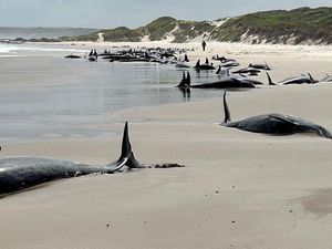 Terdampar di Pantai Australia, Puluhan Paus Akan Disuntik Mati