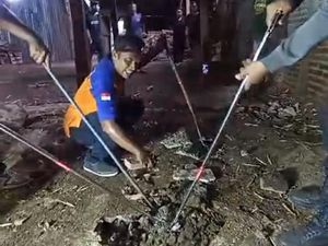 20 Hari Diteror Ular, Rumah Warga Madiun Ternyata Jadi Sarang Kobra 20 Hari Diteror Ular, Rumah Warga Madiun Ternyata Jadi Sarang Kobra