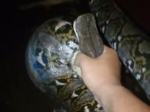 Ular Sanca 3 Meter Sempat Melawan Saat Ditangkap di Ngaglik Sleman Ular Sanca 3 Meter Sempat Melawan Saat Ditangkap di Ngaglik Sleman