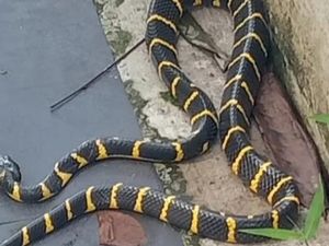 Viral Marak Temuan Ular di Alun-alun Kajen Pekalongan, Begini Ceritanya