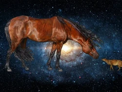 Nenek Moyang Kuda dengan Berat Cuma 3,9 Kg Terbang ke Antariksa