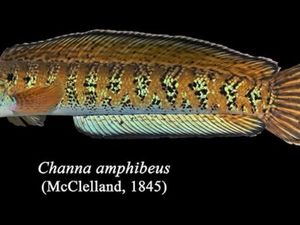 80 Tahun Menghilang, Ikan Gabus Langka Keluar dari Persembunyian 80 Tahun Menghilang, Ikan Gabus Langka Keluar dari Persembunyian