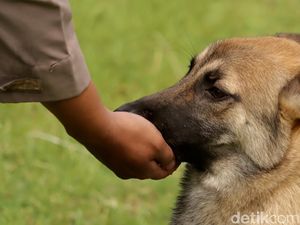 Ketangguhan Pasukan Bergigi Tajam Polda Jabar di Lokasi Bencana Ketangguhan Pasukan Bergigi Tajam Polda Jabar di Lokasi Bencana
