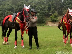 Cantik dan Kuatnya Kuda Tunggangan Polda Jabar yang Berprestasi Cantik dan Kuatnya Kuda Tunggangan Polda Jabar yang Berprestasi