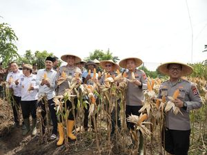 Panen Raya Jagung Hibrida, Kapolda Banten: Upaya Bersama untuk Ketahanan Pangan
