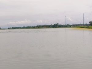 Sawah di Pangandaran Terendam, Petani Terpaksa Tanam Ulang Padi Sawah di Pangandaran Terendam, Petani Terpaksa Tanam Ulang Padi