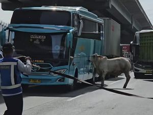 Dikejar-kejar Polisi, Sapi Lepas di Tol Cikampek Sempat Merumput Dikejar-kejar Polisi, Sapi Lepas di Tol Cikampek Sempat Merumput