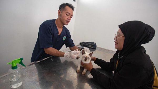 Vaksinasi Rabies Gratis bagi Hewan Peliharaan di Yogyakarta