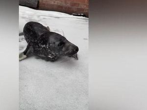 Kala Anak Anjing Laut Nyasar ke Tengah Kota Kala Anak Anjing Laut Nyasar ke Tengah Kota