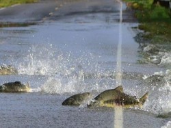 Fenomena Unik! Puluhan Ikan Salmon Menyebrang Jalan saat Banjir