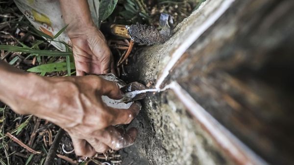 Pemanfaatan Getah Karet Kering untuk Energi Alternatif