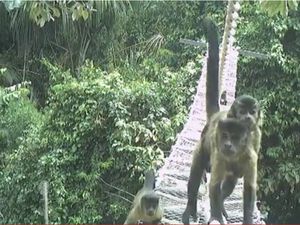 Membangun Jembatan Penyeberangan Monyet di Hutan Amazon Membangun Jembatan Penyeberangan Monyet di Hutan Amazon