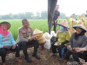 Jeritan Petani Mojokerto Harga Jagung Anjlok, Bulog Didesak Serap Sesuai HPP Jeritan Petani Mojokerto Harga Jagung Anjlok, Bulog Didesak Serap Sesuai HPP