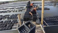 Melihat Budi Daya Kepiting Soka di Indramayu