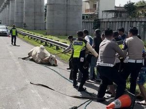 Keren! Petugas PJR Cikampek Amankan Sapi Ngamuk hingga Lalin Kembali Lancar