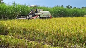 Petani di Lamongan Sumringah Harga Gabah Tinggi
