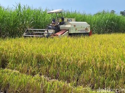 HPP Rp 6.500, Petani Diminta Tak Jual Gabah Setengah Panen