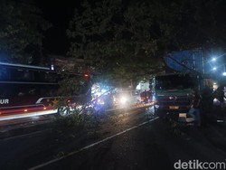 Pohon Tumbang Timpa Truk Kontainer di Jalan Poros Makassar-Maros, Lalin Macet