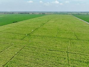 Eks Napiter Bakal Dilibatkan Genjot Produksi Pertanian & Peternakan Eks Napiter Bakal Dilibatkan Genjot Produksi Pertanian & Peternakan