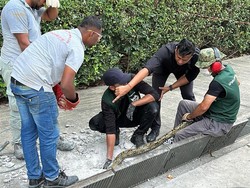 5 Jam Bebaskan Ular Piton yang Terjebak di Selokan, Beton Dibongkar