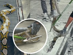 Ular Piton Nyangkut di Selokan, Beton Taman Dijebol untuk Evakuasi