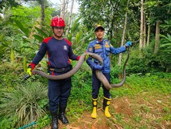 Tamu Sepanjang 6 Meter Kagetkan Warga Ciamis