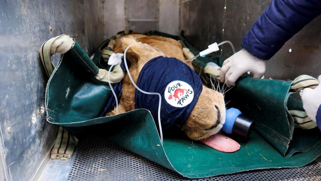 Aksi Relawan Selamatkan Singa dari Zona Perang Aksi Relawan Selamatkan Singa dari Zona Perang