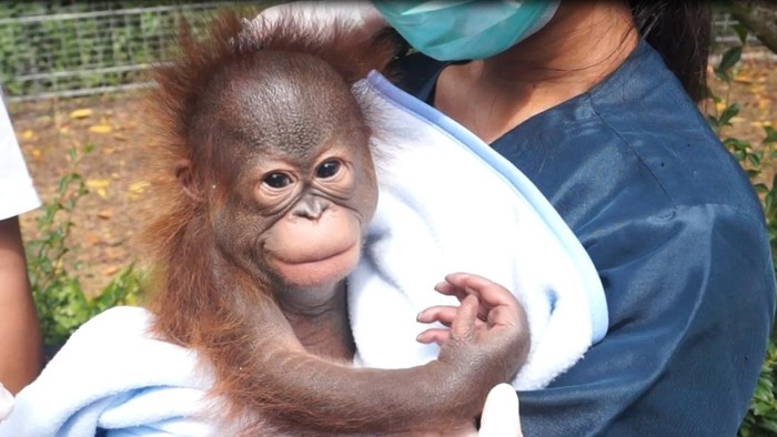Bayi orang utan di Bandung Zoo. Bayi orang utan di Bandung Zoo.
