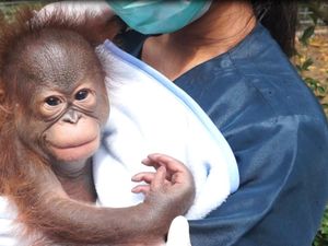 Viral Bandung Zoo Disebut-sebut Telantarkan Bayi Orang Utan Viral Bandung Zoo Disebut-sebut Telantarkan Bayi Orang Utan