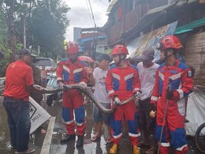 Damkar Evakuasi Ular Sanca 5 Meter Usai Mangsa 2 Ekor Bebek Warga di Jakut Damkar Evakuasi Ular Sanca 5 Meter Usai Mangsa 2 Ekor Bebek Warga di Jakut