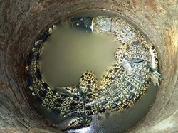 Dramatisnya Usaha Pemancing-Kades Pacitan Evakuasi Buaya Sepanjang 1,5 Meter