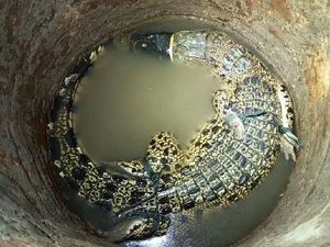 Dramatisnya Usaha Pemancing-Kades Pacitan Evakuasi Buaya Sepanjang 1,5 Meter Dramatisnya Usaha Pemancing-Kades Pacitan Evakuasi Buaya Sepanjang 1,5 Meter